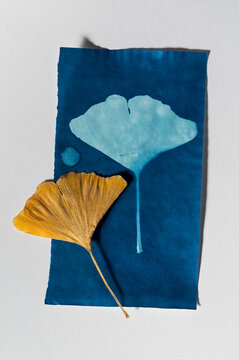 Ginkgo Leaf on Cyanotype Botanical Print