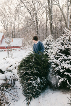 young man dragging a Christmas tree 