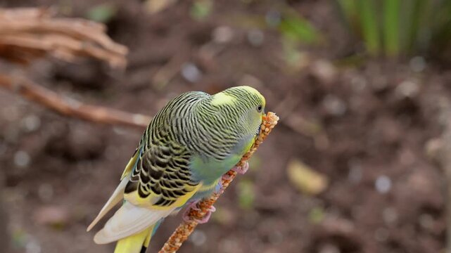 Close-up of parakeet eating from a seed stick
