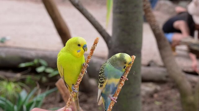 Domestic birds interaction and feeding experience