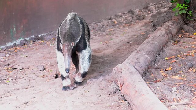 Giant anteater walking on sandy terrain in a zoo