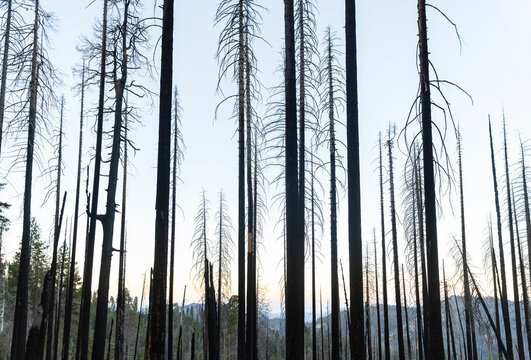 Sequoia trees burned tree trunks Fire 