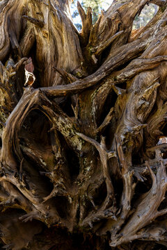 Sequoia Tree roots