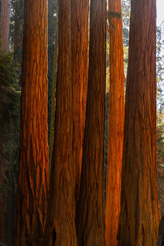 Sequoia Tree Forest grove