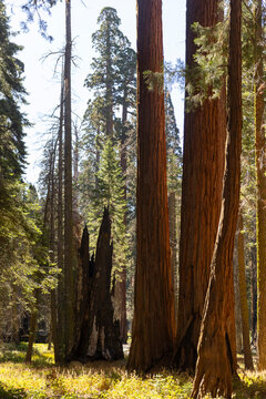 Sequoia Tree Forest serene 