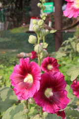 Hollyhocks or Alcea flower plant on farm for harvest