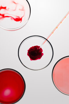 Four petri dishes are on a flat surface