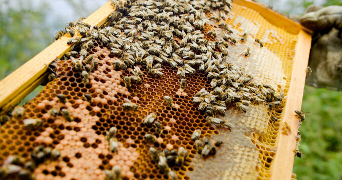 Bees on Honeycomb Frame