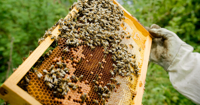 Beekeeper Holding Honeycomb Frame
