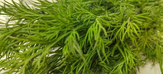 Close-up of fresh dill leaves with rich green color and detailed texture. Natural herb and food ingredient concept suitable for cooking, healthy eating, organic products, and food backgrounds.