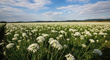 Fototapeta premium Field of Blooming Garlic Chives Under a Blue Sky.