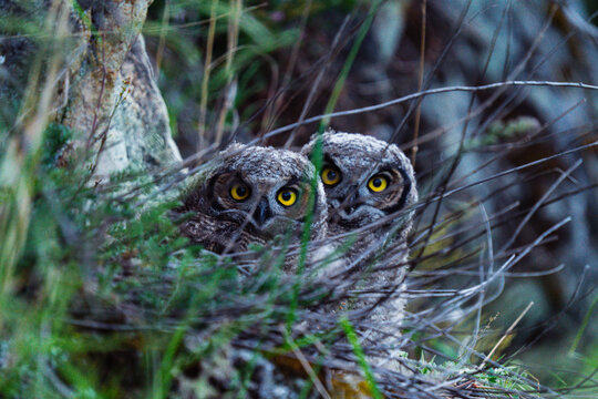 Two owls with striking yellow eyes