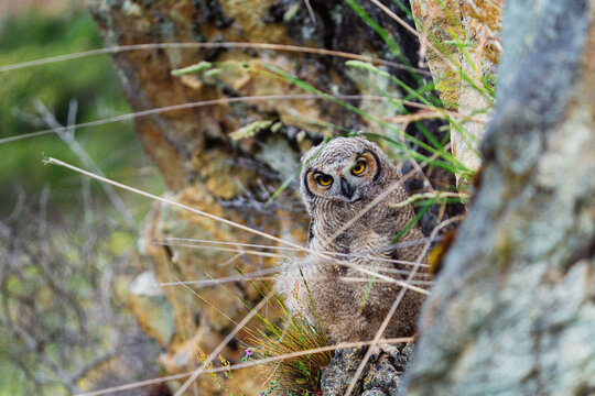 Owl with a serious expression