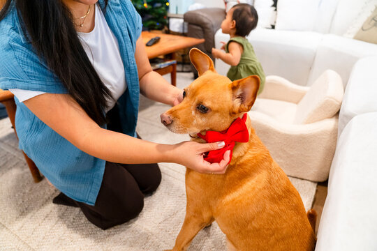 family pet dog