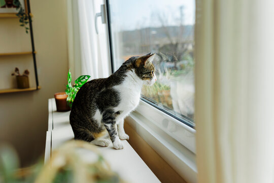 Domestic cat sitting on windowsill looking through window