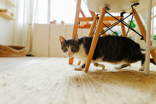 Tabby cat under a kitchen chair looking at camera