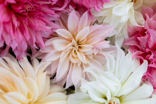 close up of dahlia flower flat lay