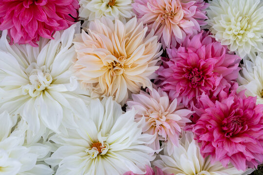 dahlia flower flat lay