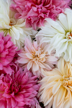 dahlia flower flat lay