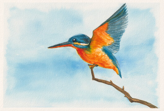 Kingfisher Bird Watercolor Painting Wildlife Art
