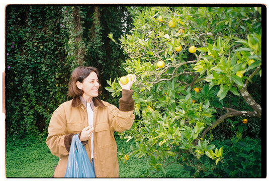 Woman harvesting oranges

