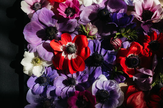 flower flat lay made with anemones, colorful flower background