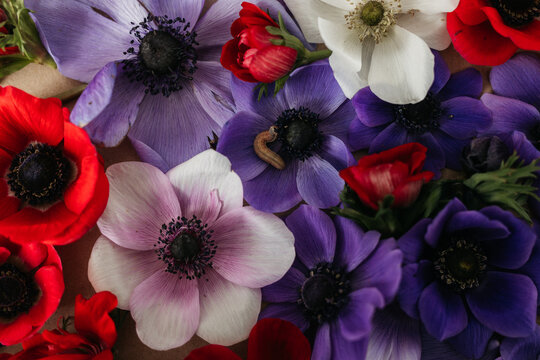 flower flat lay made with anemones, colorful flower background
