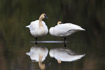 Naklejka premium Trumpeter swan splashes in water.
