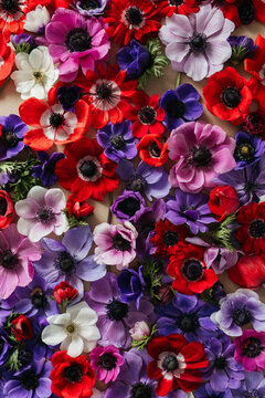 flower flat lay made with anemones, colorful flower background