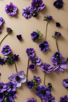 flower flat lay made with  purple anemones