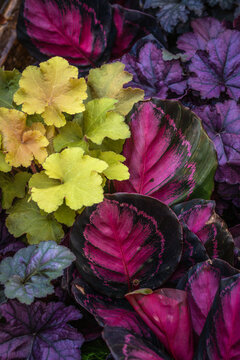 Colorful Leaves in a Garden Setting With Various Plants