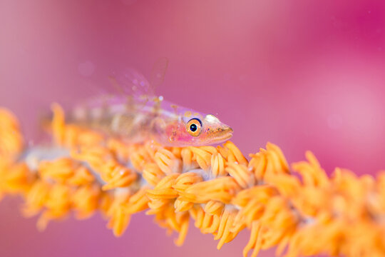 Whip coral goby
