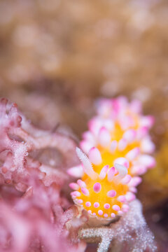 Cadlinella ornatissima