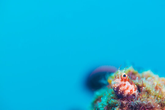 Blenny