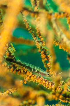 Whip coral goby