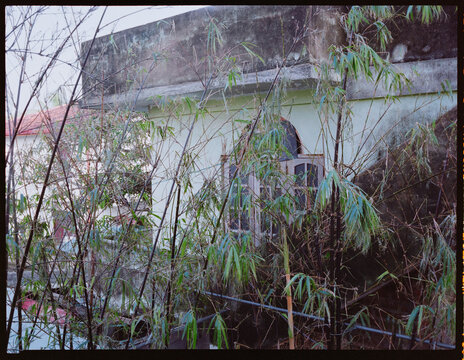 Bamboo Plants Grow Near a White Building
