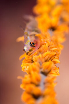 Whip coral goby