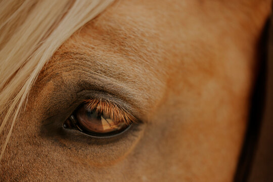Close-up of a horse's eye with detailed texture