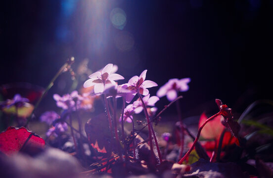 Spring flowers