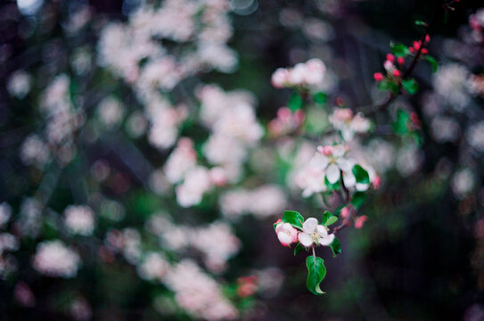 Apple flower spring nature