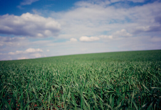 Grass field spring landscape