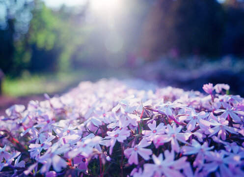 Spring flowers