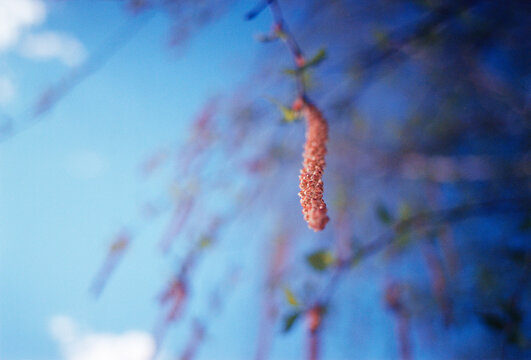 Birch catkin spring nature