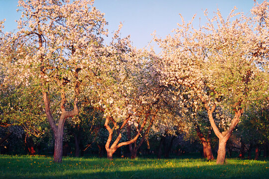 Apple flower blossom spring nature
