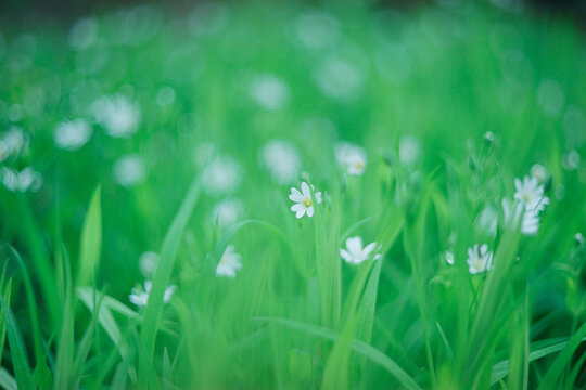 Flower grass spring nature