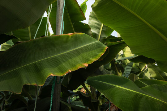 Banana Tree in Greenhouse in Tenerife