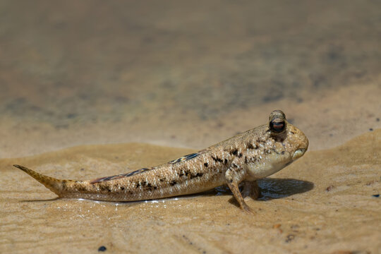 Silverlined Mudskipper (Periophthalmus argentilineatus), Kinabatangan River, Sabah, Borneo, Malaysia