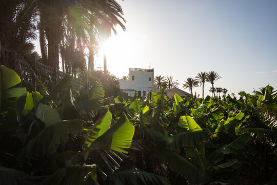 Banana Tree in Greenhouse in Tenerife
