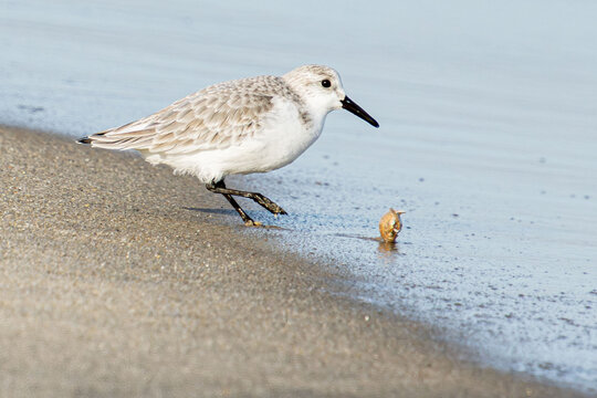 sanderling with a catch of a crab leg in the tide line close-up