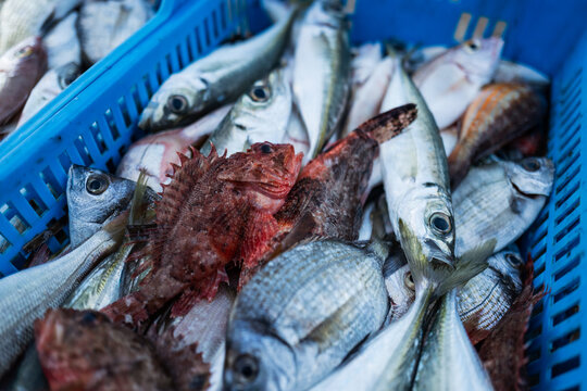 Fish in a box on the trawler